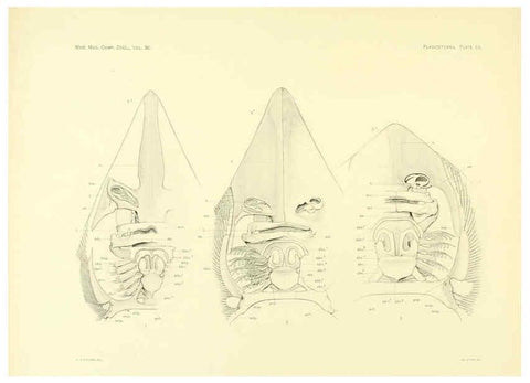 Reproducción/Reproduction 6001276897: The Plagiostomia : Sharks, skates, and rays Cambridge, U.S.A. :Printed for the Museum,1913