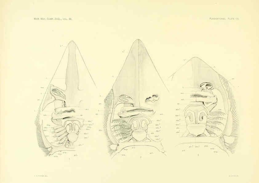 Reproducción/Reproduction 6001276897: The Plagiostomia : Sharks, skates, and rays Cambridge, U.S.A. :Printed for the Museum,1913