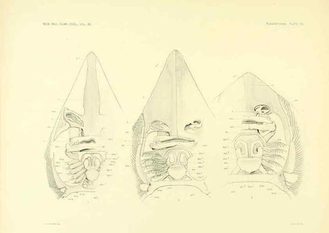 Reproducción/Reproduction 6001276897: The Plagiostomia : Sharks, skates, and rays Cambridge, U.S.A. :Printed for the Museum,1913