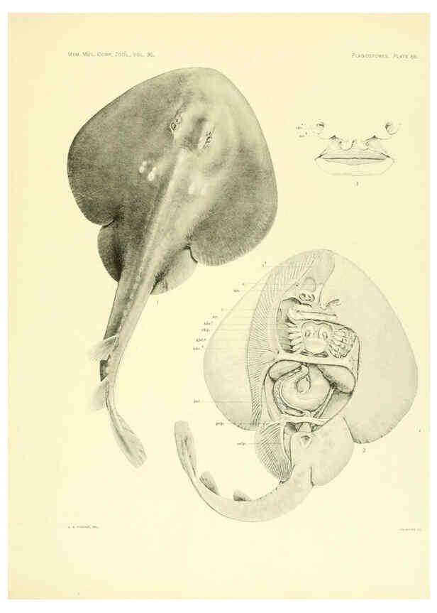 Reproducción/Reproduction 6001277041: The Plagiostomia : Sharks, skates, and rays Cambridge, U.S.A. :Printed for the Museum,1913