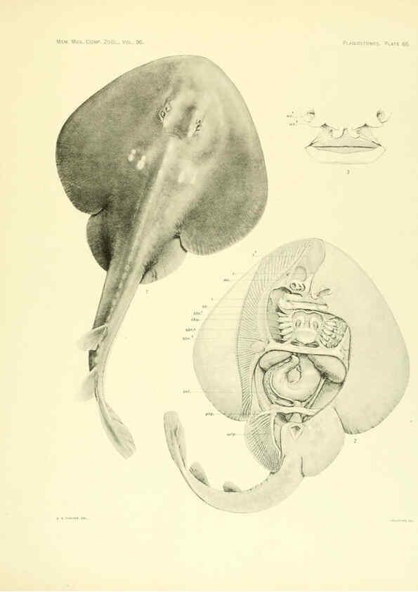 Reproducción/Reproduction 6001277041: The Plagiostomia : Sharks, skates, and rays Cambridge, U.S.A. :Printed for the Museum,1913