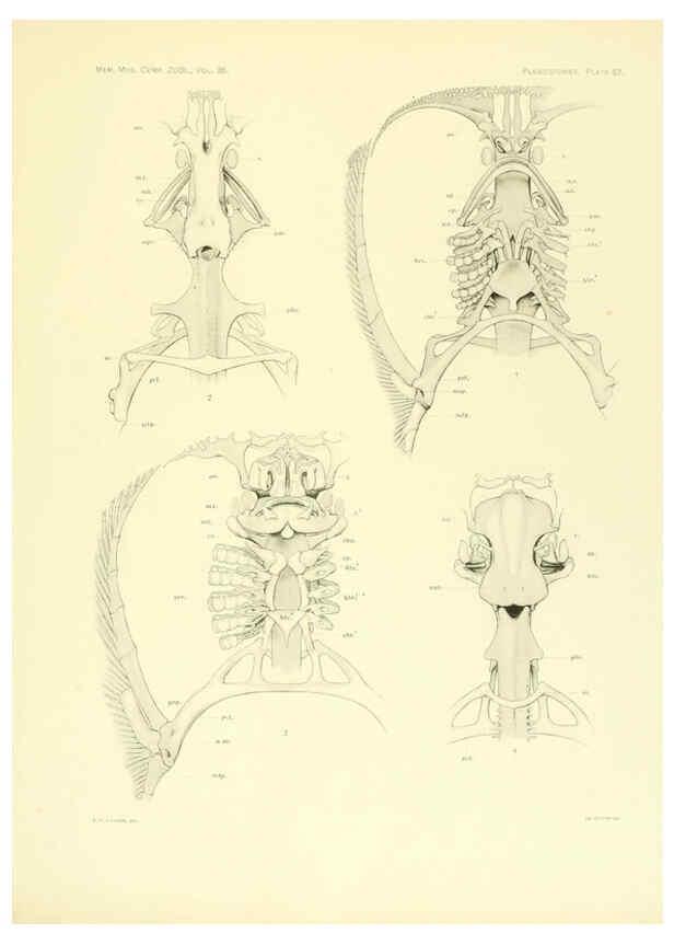 Reproducción/Reproduction 6001825742: The Plagiostomia : Sharks, skates, and rays Cambridge, U.S.A. :Printed for the Museum,1913