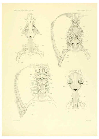 Reproducción/Reproduction 6001825742: The Plagiostomia : Sharks, skates, and rays Cambridge, U.S.A. :Printed for the Museum,1913