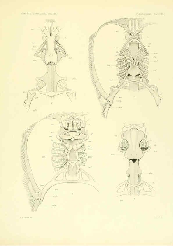 Reproducción/Reproduction 6001825742: The Plagiostomia : Sharks, skates, and rays Cambridge, U.S.A. :Printed for the Museum,1913