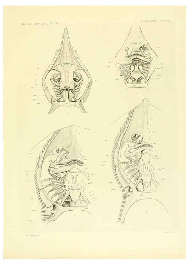 Reproducción/Reproduction 6001277391: The Plagiostomia : Sharks, skates, and rays Cambridge, U.S.A. :Printed for the Museum,1913
