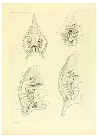Reproducción/Reproduction 6001277391: The Plagiostomia : Sharks, skates, and rays Cambridge, U.S.A. :Printed for the Museum,1913