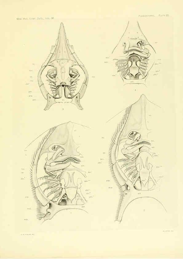 Reproducción/Reproduction 6001277391: The Plagiostomia : Sharks, skates, and rays Cambridge, U.S.A. :Printed for the Museum,1913
