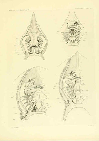 Reproducción/Reproduction 6001277391: The Plagiostomia : Sharks, skates, and rays Cambridge, U.S.A. :Printed for the Museum,1913