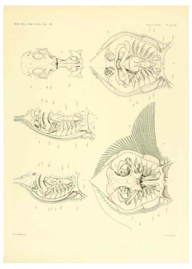 Reproducción/Reproduction 6001826160: The Plagiostomia : Sharks, skates, and rays Cambridge, U.S.A. :Printed for the Museum,1913