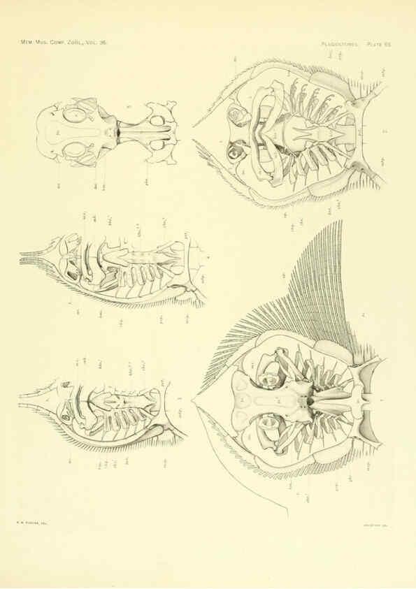 Reproducción/Reproduction 6001826160: The Plagiostomia : Sharks, skates, and rays Cambridge, U.S.A. :Printed for the Museum,1913