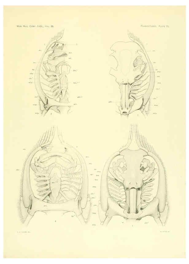 Reproducción/Reproduction 6001277791: The Plagiostomia : Sharks, skates, and rays Cambridge, U.S.A. :Printed for the Museum,1913