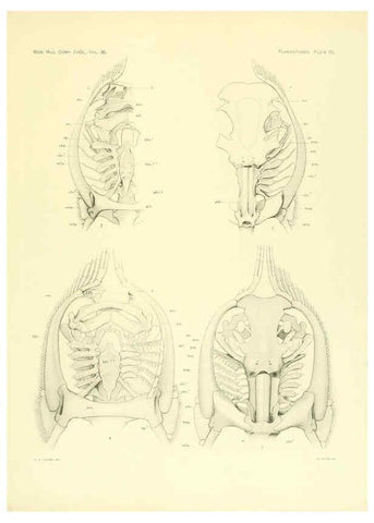 Reproducción/Reproduction 6001277791: The Plagiostomia : Sharks, skates, and rays Cambridge, U.S.A. :Printed for the Museum,1913