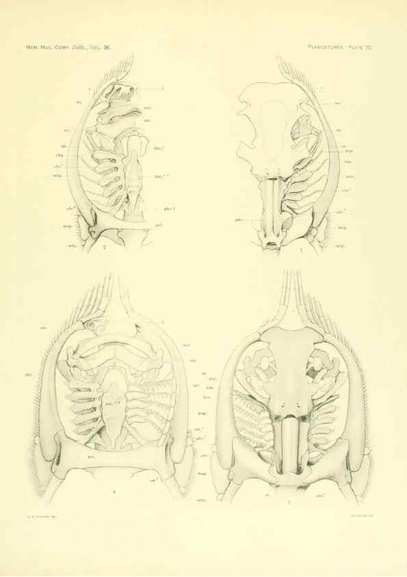 Reproducción/Reproduction 6001277791: The Plagiostomia : Sharks, skates, and rays Cambridge, U.S.A. :Printed for the Museum,1913