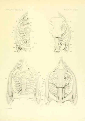 Reproducción/Reproduction 6001277791: The Plagiostomia : Sharks, skates, and rays Cambridge, U.S.A. :Printed for the Museum,1913