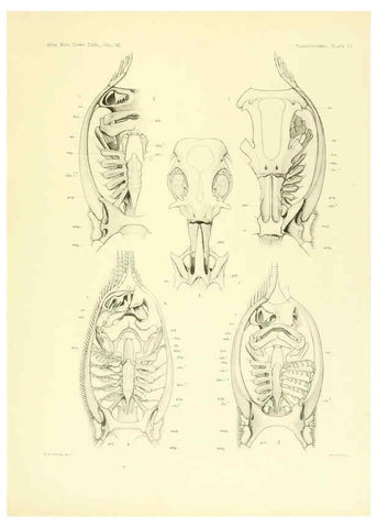 Reproducción/Reproduction 6001277935: The Plagiostomia : Sharks, skates, and rays Cambridge, U.S.A. :Printed for the Museum,1913