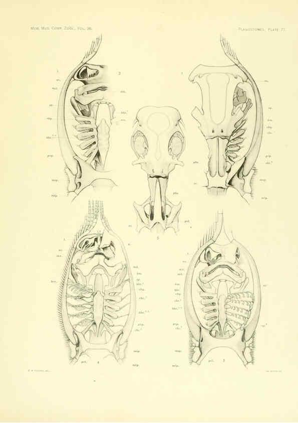 Reproducción/Reproduction 6001277935: The Plagiostomia : Sharks, skates, and rays Cambridge, U.S.A. :Printed for the Museum,1913