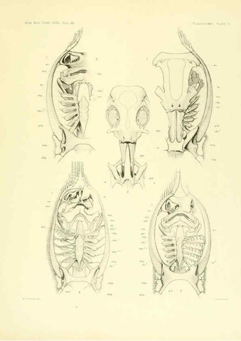 Reproducción/Reproduction 6001277935: The Plagiostomia : Sharks, skates, and rays Cambridge, U.S.A. :Printed for the Museum,1913