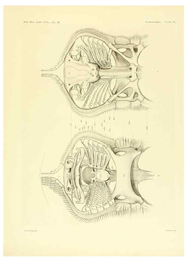 Reproducción/Reproduction 6001278135: The Plagiostomia : Sharks, skates, and rays Cambridge, U.S.A. :Printed for the Museum,1913