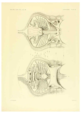 Reproducción/Reproduction 6001278135: The Plagiostomia : Sharks, skates, and rays Cambridge, U.S.A. :Printed for the Museum,1913