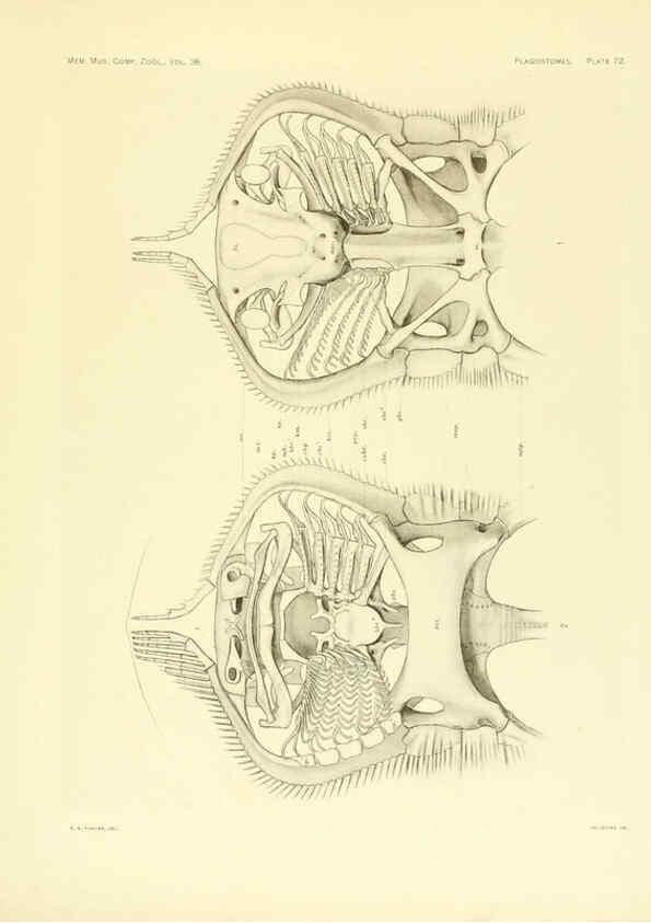 Reproducción/Reproduction 6001278135: The Plagiostomia : Sharks, skates, and rays Cambridge, U.S.A. :Printed for the Museum,1913