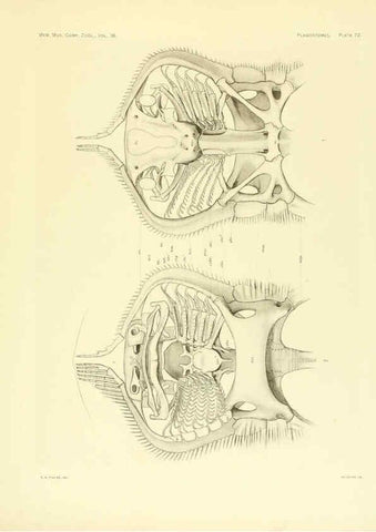 Reproducción/Reproduction 6001278135: The Plagiostomia : Sharks, skates, and rays Cambridge, U.S.A. :Printed for the Museum,1913