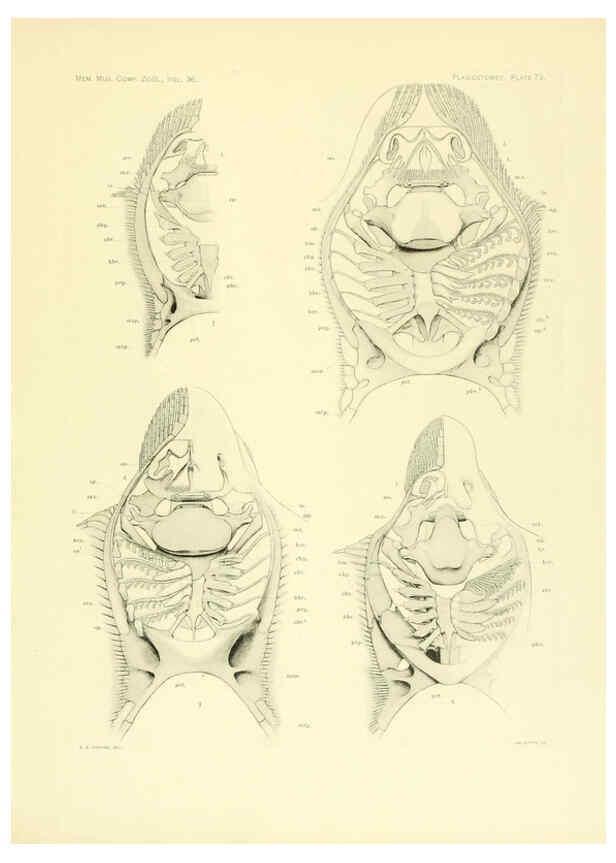 Reproducción/Reproduction 6001826730: The Plagiostomia : Sharks, skates, and rays Cambridge, U.S.A. :Printed for the Museum,1913