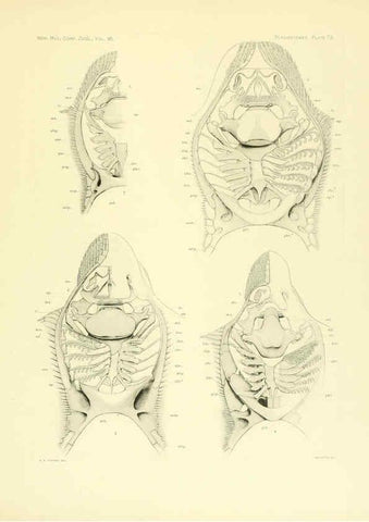 Reproducción/Reproduction 6001826730: The Plagiostomia : Sharks, skates, and rays Cambridge, U.S.A. :Printed for the Museum,1913