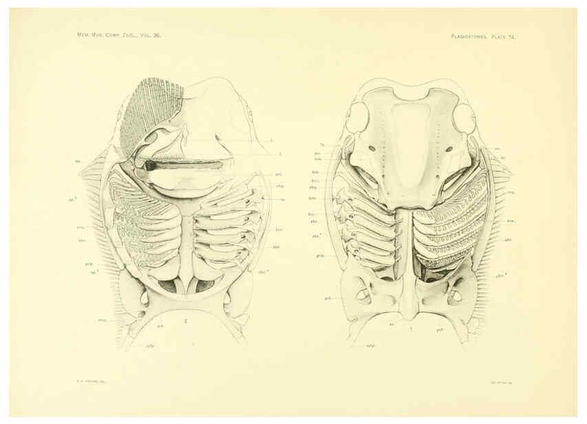 Reproducción/Reproduction 6001826882: The Plagiostomia : Sharks, skates, and rays Cambridge, U.S.A. :Printed for the Museum,1913