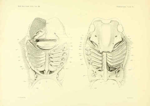Reproducción/Reproduction 6001826882: The Plagiostomia : Sharks, skates, and rays Cambridge, U.S.A. :Printed for the Museum,1913