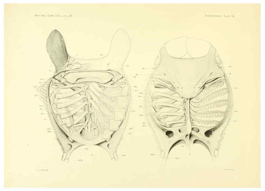 Reproducción/Reproduction 6001278699: The Plagiostomia : Sharks, skates, and rays Cambridge, U.S.A. :Printed for the Museum,1913