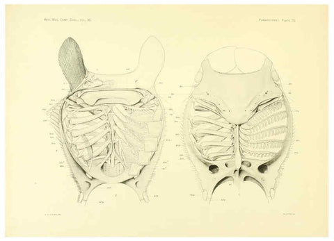 Reproducción/Reproduction 6001278699: The Plagiostomia : Sharks, skates, and rays Cambridge, U.S.A. :Printed for the Museum,1913