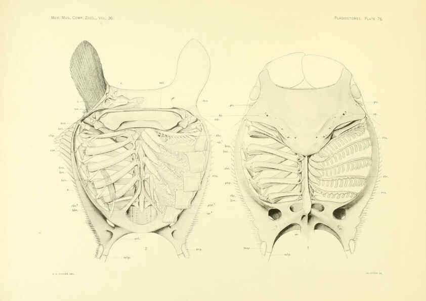 Reproducción/Reproduction 6001278699: The Plagiostomia : Sharks, skates, and rays Cambridge, U.S.A. :Printed for the Museum,1913