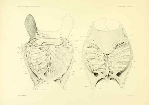 Reproducción/Reproduction 6001278699: The Plagiostomia : Sharks, skates, and rays Cambridge, U.S.A. :Printed for the Museum,1913