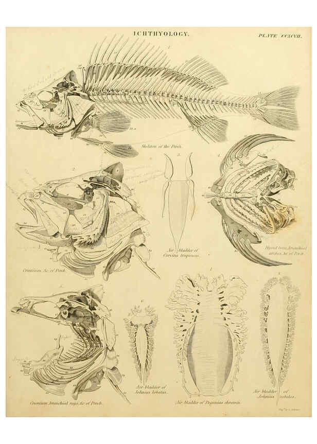 Reproducción/Reproduction 6001872894: An introduction to the natural history of fishes Edinburgh :Adam and Charles Black,1838