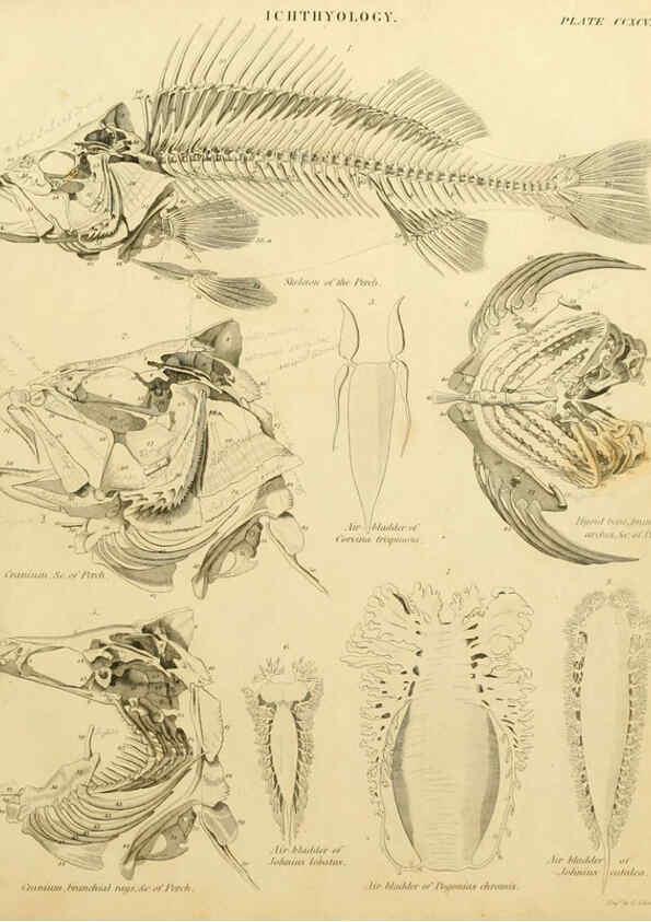 Reproducción/Reproduction 6001872894: An introduction to the natural history of fishes Edinburgh :Adam and Charles Black,1838