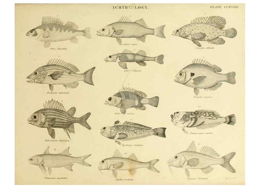 Reproducción/Reproduction 6001324533: An introduction to the natural history of fishes Edinburgh :Adam and Charles Black,1838