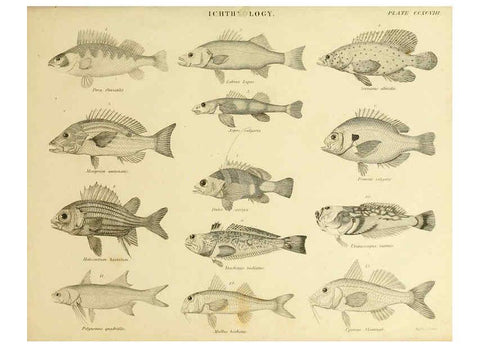Reproducción/Reproduction 6001324533: An introduction to the natural history of fishes Edinburgh :Adam and Charles Black,1838