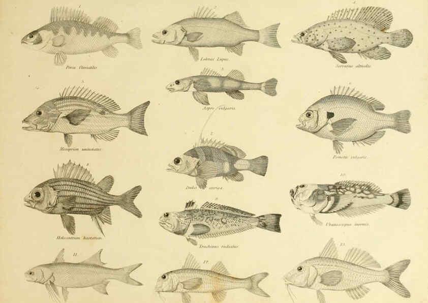 Reproducción/Reproduction 6001324533: An introduction to the natural history of fishes Edinburgh :Adam and Charles Black,1838