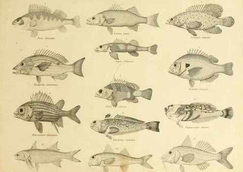 Reproducción/Reproduction 6001324533: An introduction to the natural history of fishes Edinburgh :Adam and Charles Black,1838