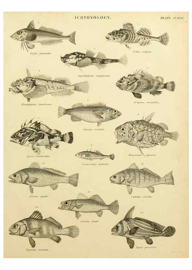 Reproducción/Reproduction 6001873258: An introduction to the natural history of fishes Edinburgh :Adam and Charles Black,1838