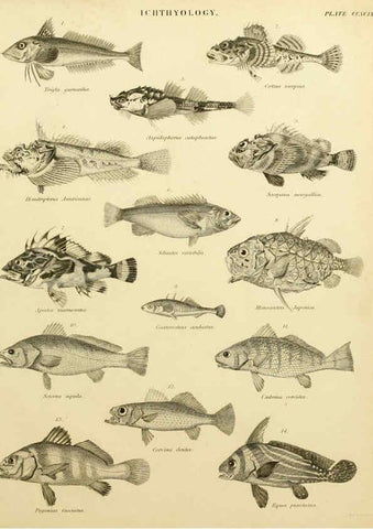 Reproducción/Reproduction 6001873258: An introduction to the natural history of fishes Edinburgh :Adam and Charles Black,1838