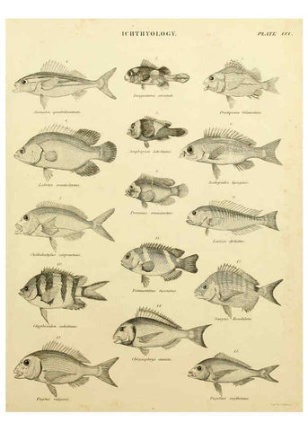 Reproducción/Reproduction 6001324891: An introduction to the natural history of fishes Edinburgh :Adam and Charles Black,1838