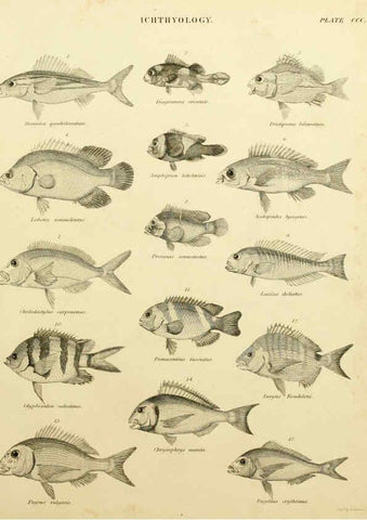 Reproducción/Reproduction 6001324891: An introduction to the natural history of fishes Edinburgh :Adam and Charles Black,1838