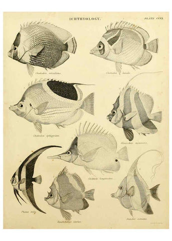 Reproducción/Reproduction 6001325261: An introduction to the natural history of fishes Edinburgh :Adam and Charles Black,1838