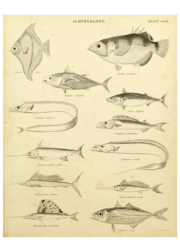 Reproducción/Reproduction 6001873968: An introduction to the natural history of fishes Edinburgh :Adam and Charles Black,1838