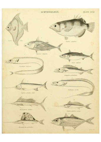 Reproducción/Reproduction 6001873968: An introduction to the natural history of fishes Edinburgh :Adam and Charles Black,1838