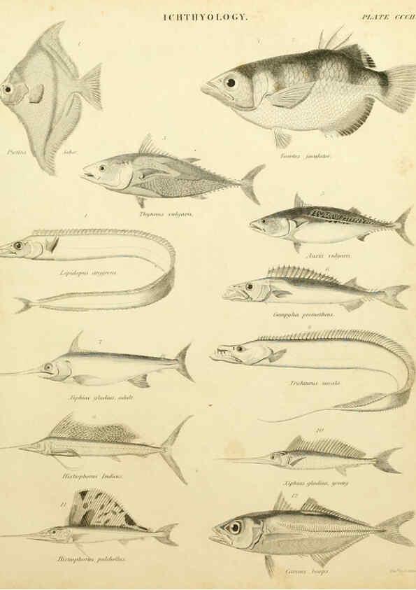 Reproducción/Reproduction 6001873968: An introduction to the natural history of fishes Edinburgh :Adam and Charles Black,1838