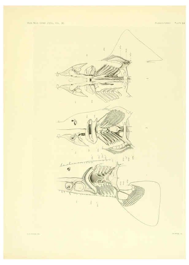 Reproducción/Reproduction 6001825336: The Plagiostomia : Sharks, skates, and rays Cambridge, U.S.A. :Printed for the Museum,1913
