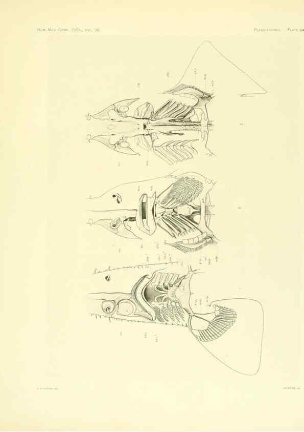 Reproducción/Reproduction 6001825336: The Plagiostomia : Sharks, skates, and rays Cambridge, U.S.A. :Printed for the Museum,1913