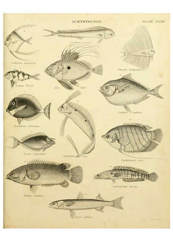 Reproducción/Reproduction 6001874120: An introduction to the natural history of fishes Edinburgh :Adam and Charles Black,1838